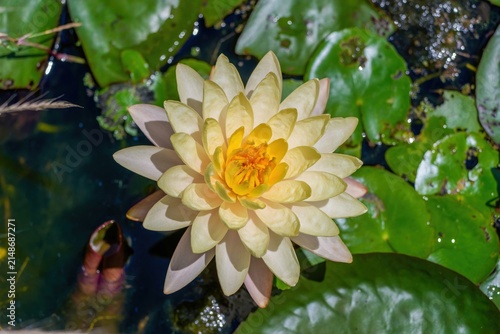 池に咲く美しい黄色のスイレン 大輪の花 クローズアップ