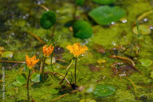 夏の涼を運ぶ池のオレンジ色のアサザの花のマクロショット