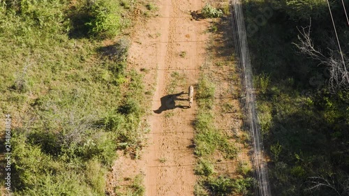 Aerial view of a cheetah walking along a dirt path beside a fence in the savanna of Thabazimbi, Tumbeta Reserve, South Africa.