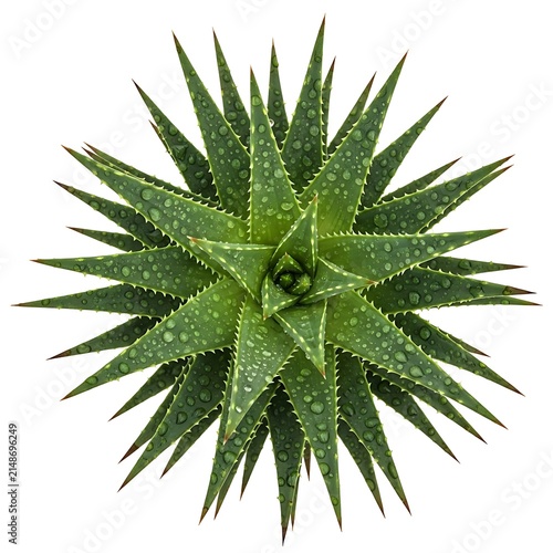 A close-up view of a green aloe vera plant with spiky leaves on a white background