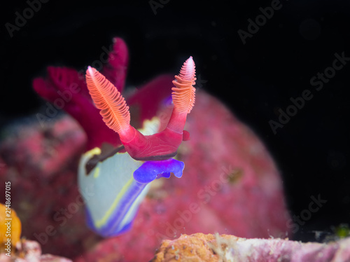 Quadro su tela Nembrotha chamberlaini