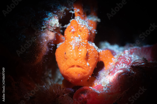 фотографія Painted frogfish