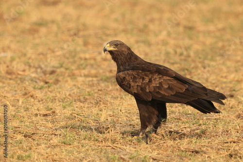 Konstfotografi The greater spotted eagle (Clanga clanga), also called the spotted eagle, is a large migratory bird of prey in the family Accipitridae