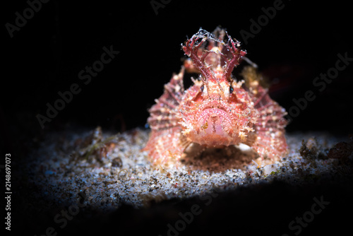 фотографія Ambon scorpionfish