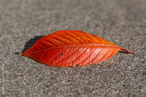 Red autumn leaf on the ground