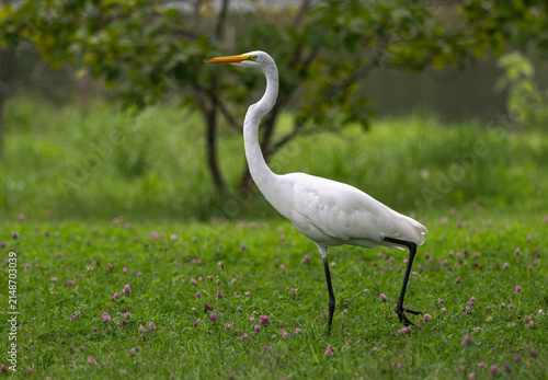 Foto Great egret walking in a field with purple flowers.