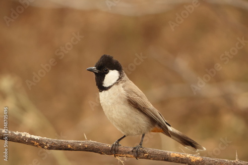 Photography The white-eared bulbul (Pycnonotus leucotis leucotis) is a member of the bulbul family