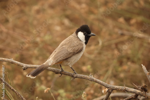 Canvas Print The white-eared bulbul (Pycnonotus leucotis leucotis) is a member of the bulbul family