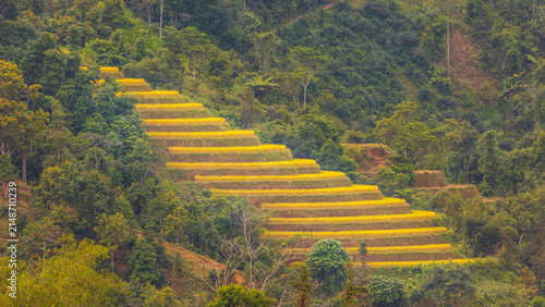 Aerial view of golden terraced rice fields carved into the lush green mountainside of Hoang Su Phi, Ha Giang, Vietnam.