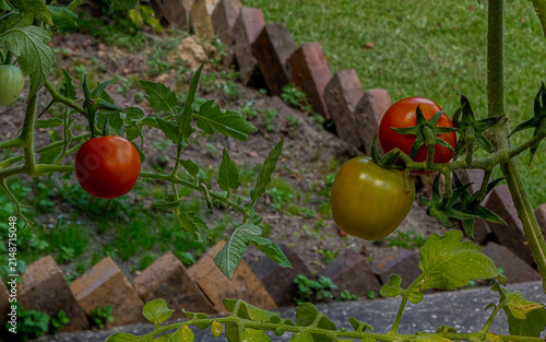  Tomatoes at different stages of ripening on a vine. A garden setting is visible with a brick border and greenery.