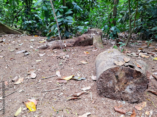 Jungle floor with a large cut log and tree stump amidst dense green foliage