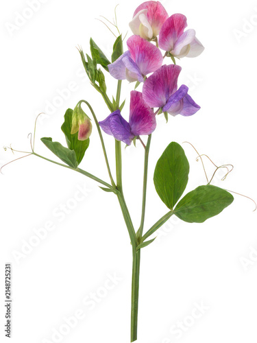 Quadro su tela Purple and pink sweet pea flowers on black