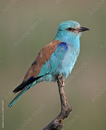 a european roller with beautiful blue colors in the wild