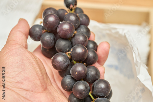 Bild auf Leinwand Fresh dark purple Campbell grapes shown harvested on white wrapping and growing