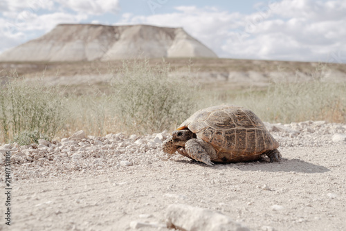 Canvastavla Wild tortoise crossing the arid rocky landscape of the Mangystau Region, Kazakhstan