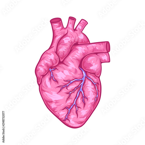 illustration art hand drawn heart organs pink color for decoration sticker vector design