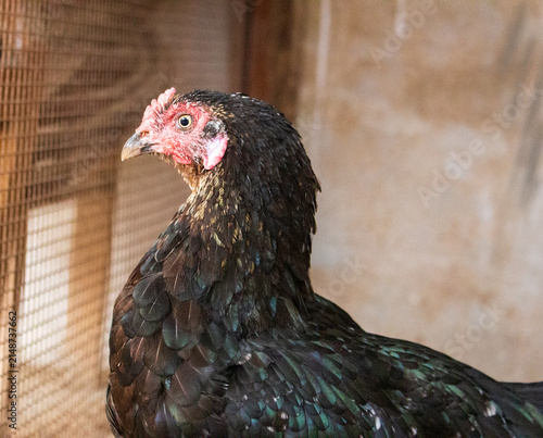 Foto Black Chicken Portrait with Red Comb, Farm Poultry Bird in Rustic Coop and Natur