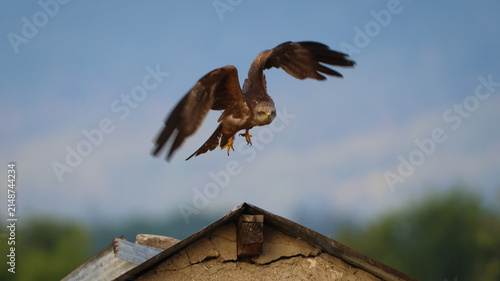 View of a bird of prey with wings spread landing on a rustic tiled roof in Versonnex, Auvergne-Rhone-Alpes, France.