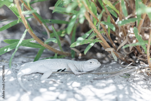 The bleached earless lizard (Holbrookia maculata ruthveni) is a rare, pale reptile found only in the white gypsum sand dunes of White Sands National Park in New Mexico