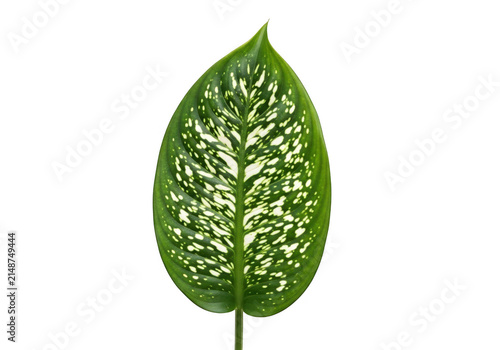 A single dieffenbachia leaf with white variegation isolated on transparent background