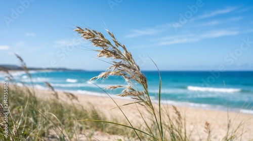 Wild Grass Overlooking Turquoise Ocean
