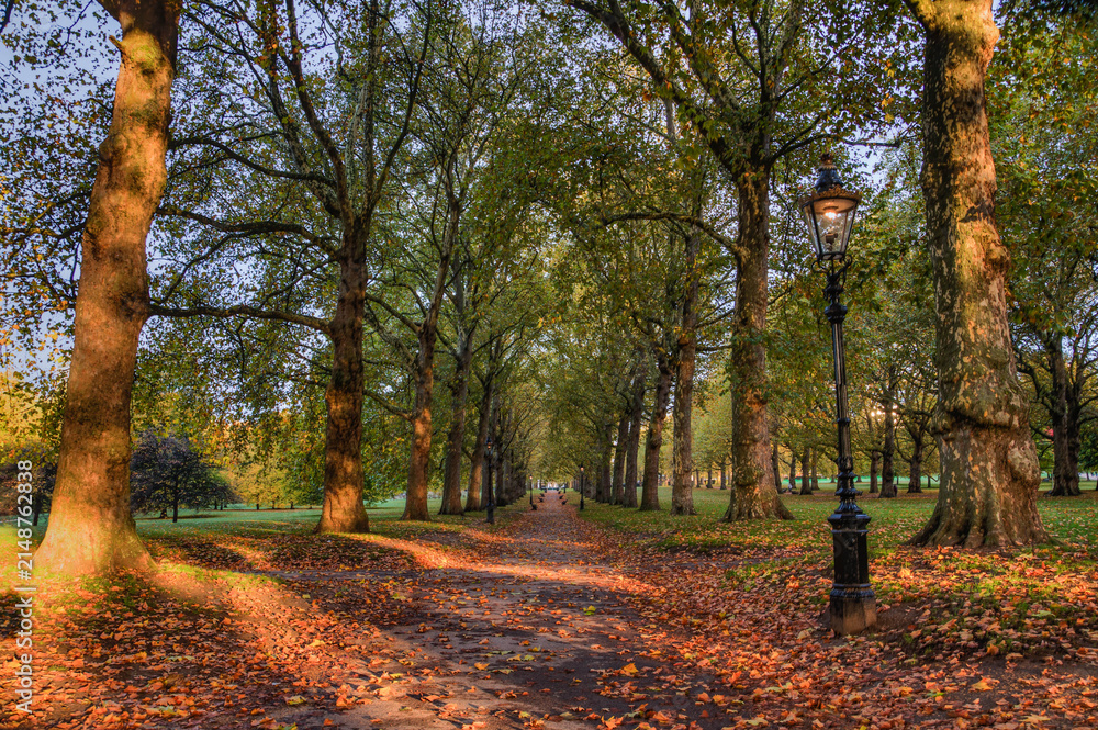 Fototapeta premium autumn in the park