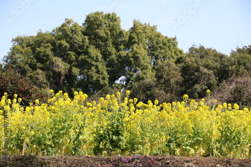 Foto 菜の花畑。