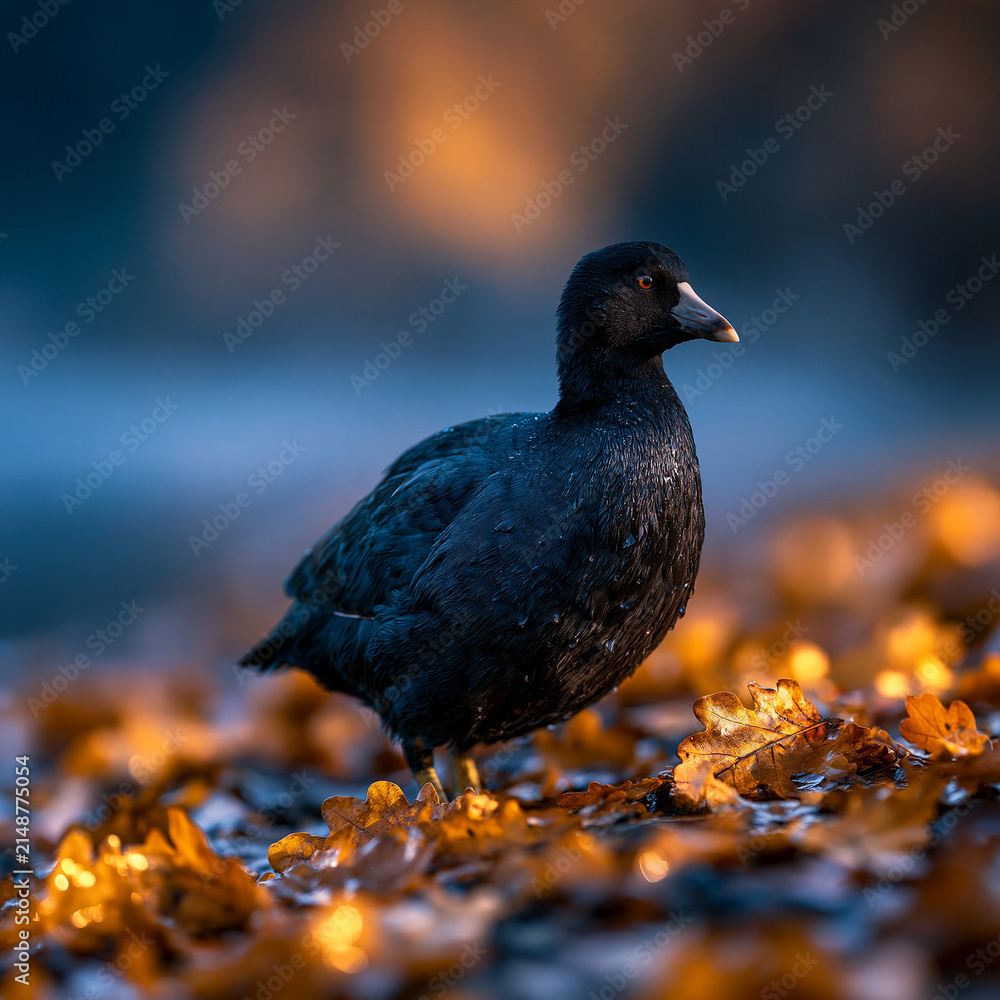 Fototapeta premium Black water bird standing on autumnal golden leaves with wildlife seasonal standing