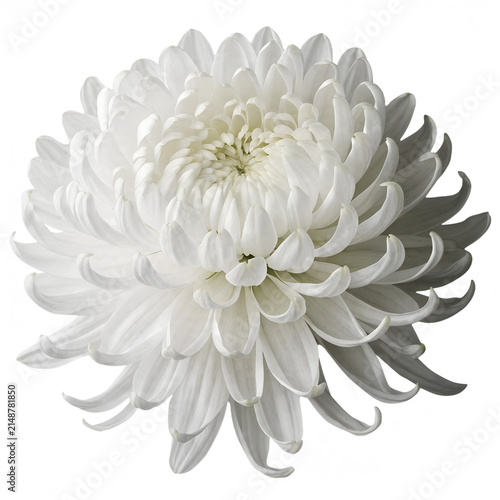 Konstfotografi A fully bloomed white chrysanthemum flower isolated on a transparent PNG backgro