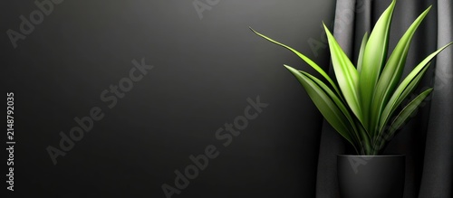 Dark room, green plant, black curtain, minimalist design