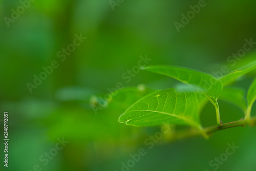 green leaves background. selective focus. green natural wallpaper. abstract background