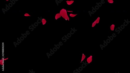 Red Rose Petals Falling Pack Start to End and Loop on Alpha.