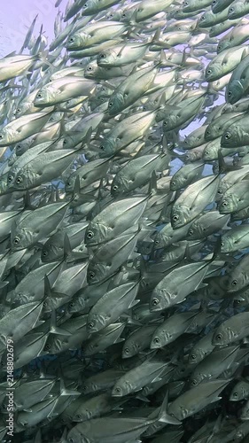 Bigeye trevally (Caranx sexfasciatus) forming a dramatic schooling tornado in open water near Tulamben, Bali. 4K UHD slow-motion underwater footage