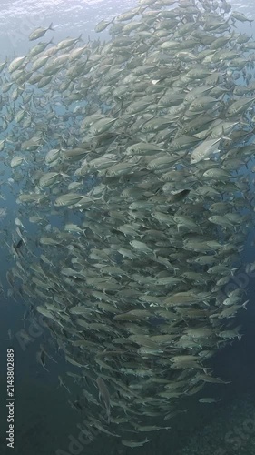 Bigeye trevally (Caranx sexfasciatus) forming a dramatic schooling tornado in open water near Tulamben, Bali. 4K UHD slow-motion underwater footage