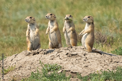 Konstfotografi Prairie Dogs