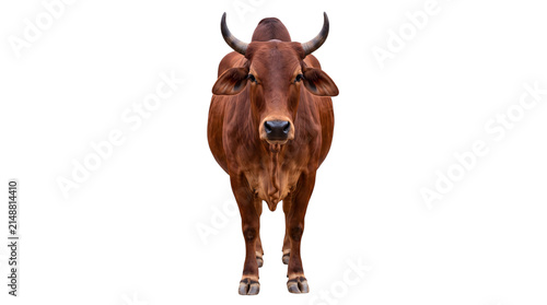 Photography Brown zebu bull facing forward isolated on transparent background