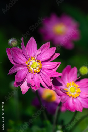 Cheerful pink flower with yellow centers of Curtain Call Pink Japanese Anemone plants blooming in summer, as a nature background
