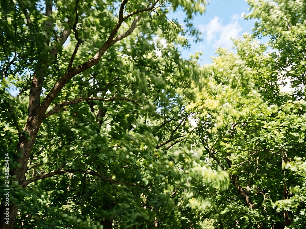 Fototapeta premium Lush Green Forest with Sunlight and Blue Sky.