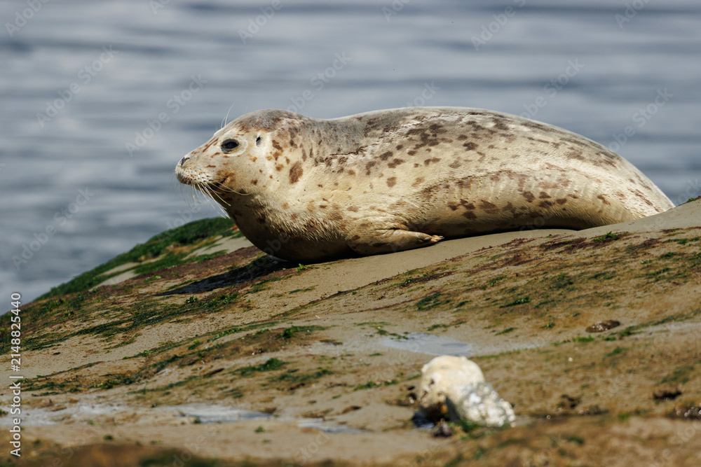 Naklejka premium A Harbor Seal Lounging on a Rock