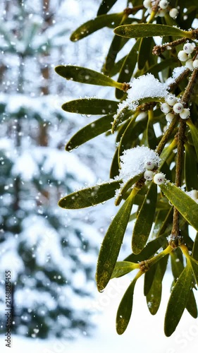 Snow Falling on Mistletoe Berries and Green Leaves in Winter Forest