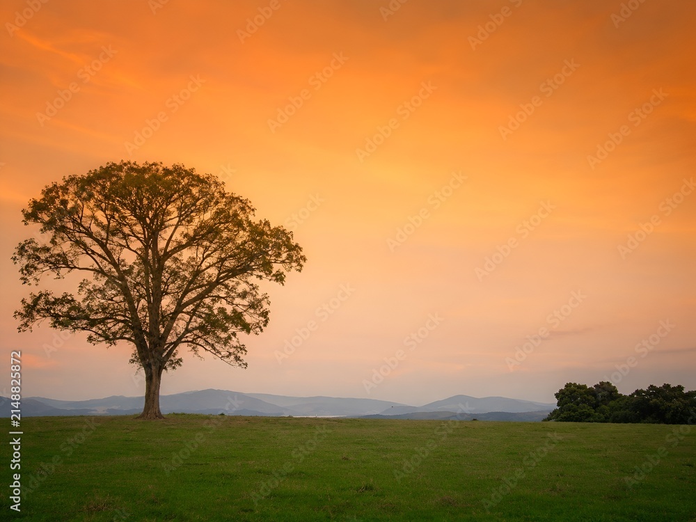 Naklejka premium Lone tree silhouette in sunset mountain landscape