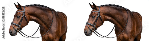 Brown horse portrait with braided mane, leather bridle and reins showing muscular neck, ideal for equestrian design, PNG, Transparent and White Background Versions
