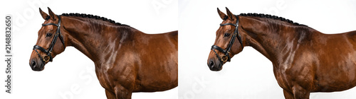 Brown horse portrait with braided mane and leather bridle showing elegant muscular neck, ideal for equestrian design, PNG, Transparent and White Background Versions