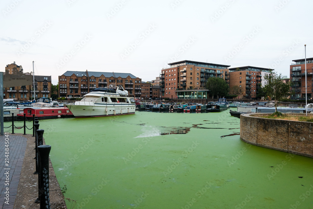 Obraz premium Limehouse basin marina suffering from algae bloom