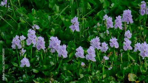 Bild auf Leinwand Group of blooming water hyacinths on green leaves background