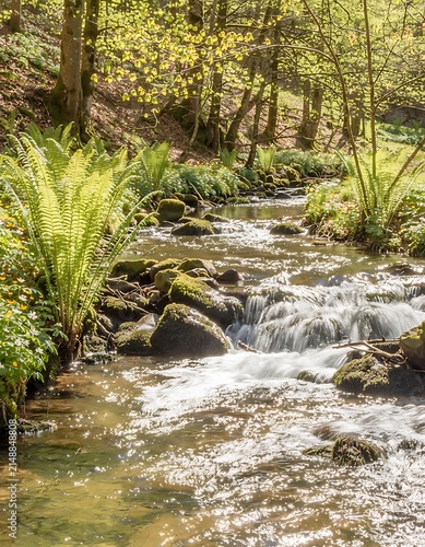 Serene forest stream flowing through lush green undergrowth.