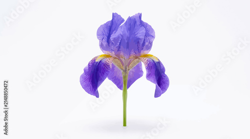 Close up of a single purple iris flower with a green stem on white background