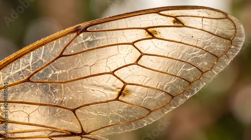 Macro view of a cicada wing