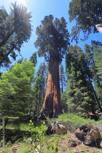 Giant sequoia trees at Sequoia National Park in Sequoia National Park, California, United States