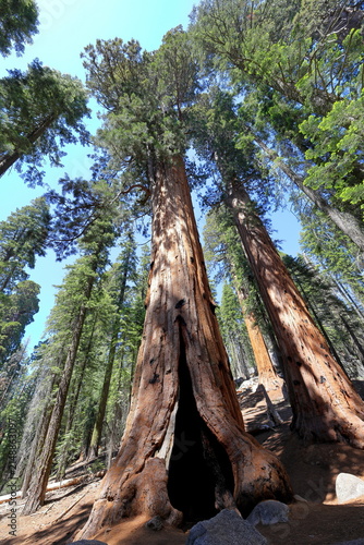 Giant sequoia trees at Sequoia National Park in Sequoia National Park, California, United States